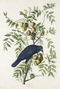 American Crow Vintage John James Audubon American Bird Print Poster A3 A4 A5 - Picture 1 of 6