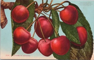 LITHO California Fruit Farming "Cluster of Cherries" 1910 Mitchell San Francisco - Picture 1 of 2