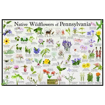 Póster/guía de flores nativas de flores silvestres de Pensilvania Foto 1 de 4