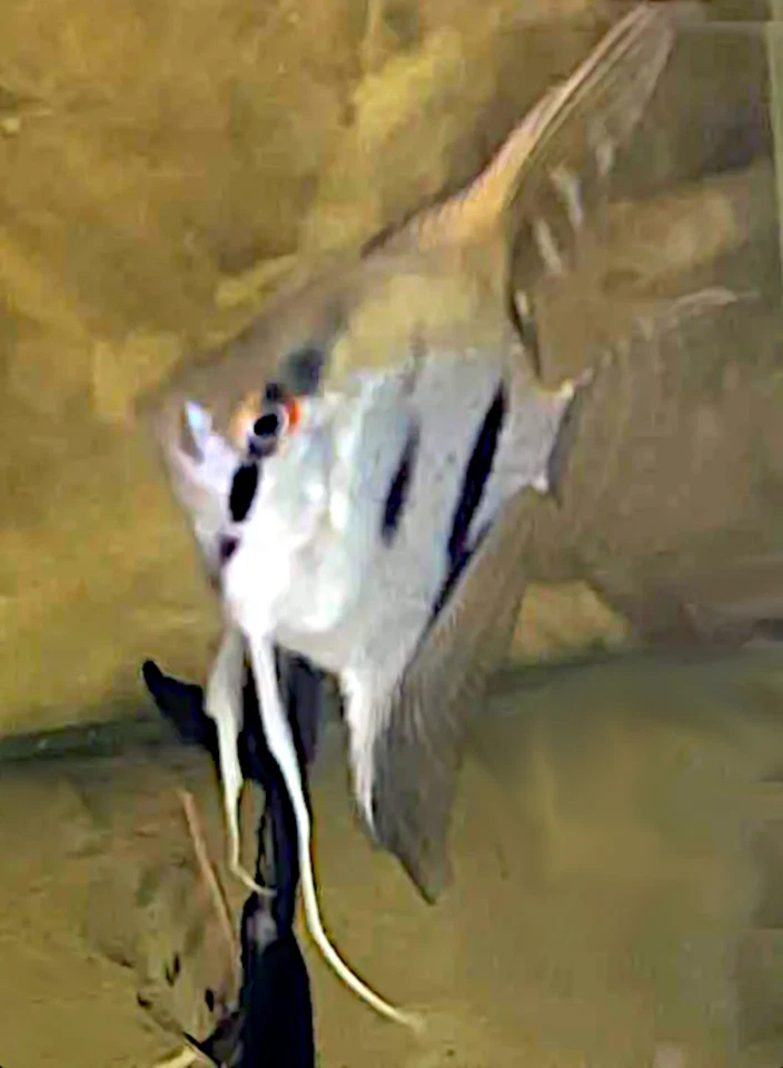 Wild Cross Angelfish - Image 1 of 1