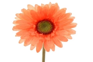 Blume Seidenblume Gerbera Kunstblume Dekoblume  Tischdeko orange 50 cm - Bild 1 von 1