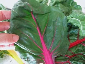 SEMILLAS DE ACELGA SUIZA ROJAS RUBÍ * ENSALADAS * VAPORIZADAS * ALTO RENDIMIENTO * 50 CUENTAS PKT. - Imagen 1 de 2