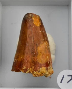 Spinosaurus Dinosaur Tooth/Teeth 100% Real Fossil, FREE Display Box✔ 3-4cm #17 - Picture 1 of 5