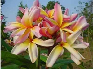 4 SAMEN PLUMERIA "Leela" (FRANGIPANI – POMELIA)  „frische Samen“ - Bild 1 von 1