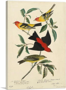 ARTCANVAS Louisiana Scarlet Tanager Canvas Art Print by John James Audubon - Picture 1 of 14