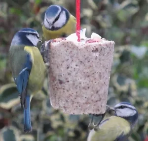 6 nut cakes bird food feed wild birds sim to suet log rolls balls slabs blocks b - Picture 1 of 11