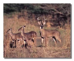Buck Deer Big Antler Rack w/ Family by River Photo Wall Picture 8x10 Art Print - Picture 1 of 1