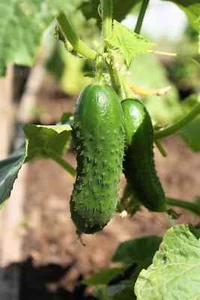 Cucumber NATIONAL PICKLING Seeds - Heirloom - QTY: 75 - Picture 1 of 3
