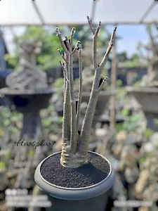 Adenium Arábicum Yaman tamaño grande - Imagen 1 de 4