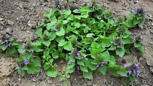 0,5 OZ getrockneter lila toter Brennnessel Lamium Purpureum Kräutertee Bio Nicht-GVO - Bild 1 von 1