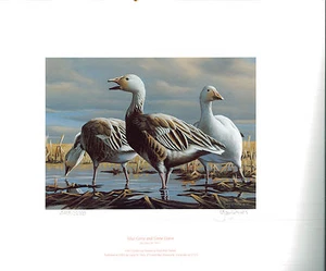 MINNESOTA #7 1983 STATE DUCK STAMP PRINT BLUE/SNOW GEESE by Gary Moss List $200 - Picture 1 of 1