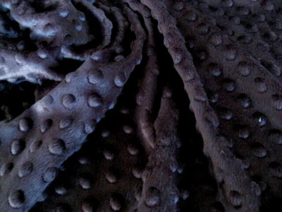 NEGRO MINKY CUDDLE HOYUELO PUNTO FELPA TEJIDO COSER EDREDÓN TELA ARTESANAL PORTADO Y PRECORTADOS Foto 1 de 2