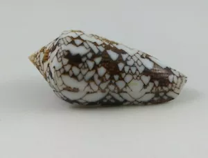 Textile Conus large Shell 70mm nice Pattern Nature massive sea shell Specimen - Picture 1 of 11