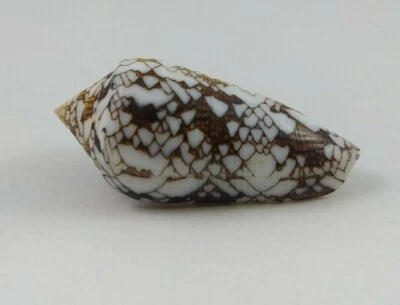 Textile Conus large Shell 70mm nice Pattern Nature massive sea shell Specimen - Image 1 of 4