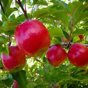 15 Pink Lady Apple Fruit Seeds Garden Plant Seed Plant Tree Cripps Rare Exotic - Picture 1 of 5