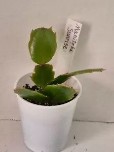 Schlumbergera - Manitoba Sunrise - Picture 1 of 1