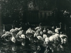 France Paris ? Zoo Flamingos Old Photo 1920 - Picture 1 of 3