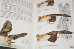 GUIDE MAMMIFERES FRANCE EUROPE MACDONALD BARRETT DELACHAUX NIESTLE 1995 GRAVURES - Picture 1 of 4