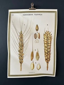 WHEAT Botanical Poster 1970's University Learning Educational Poster FREE PP - Foto 1 di 4