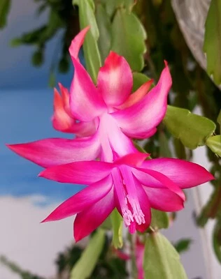 1 Christmas 1 Easter Cactus 1 Thanksgiving Cactus 3 LIVE PLANTS FREE SHIPPING $ - Image 1 of 4