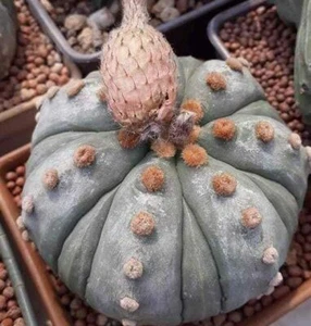 Astrophytum asterias NUDUM FUKURYU exotic rare japan cactus 10 SEED - Picture 1 of 2