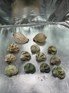 Hermit Crab Shell, Small, Medium, Large 13PCS Growth Turbo Seashells 1", 2", 3" - Picture 1 of 9