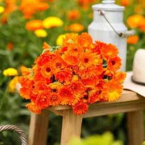 Calendula- Ball Orange, 80 Seeds Heirloom Flower Garden Easy To Grow - Picture 1 of 4