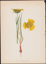 1879 Meehan Antique Botanical Print Calochortus Luteus - Yellow Pretty Grass #35