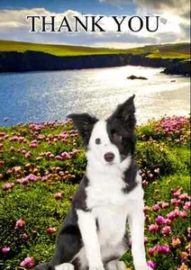 Border Collie DOG THANK YOU CARD PID099 A5 Personalised Greeting Card - Picture 1 of 1