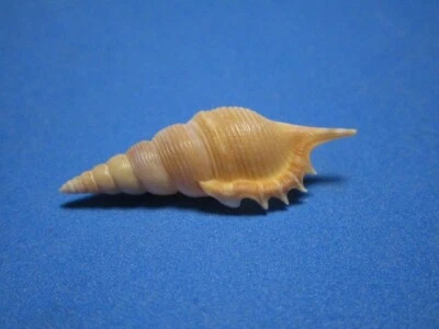 Tibia powisi Petit, 1842 "DEEP WATER TIBIA"  (39.3mm) - Image 1 of 4