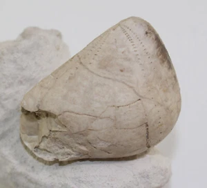 Riccio di mare, Influlaster excentricus, gesso, Turon, Wüllen b Ahaus, Germania-b614 - Foto 1 di 8