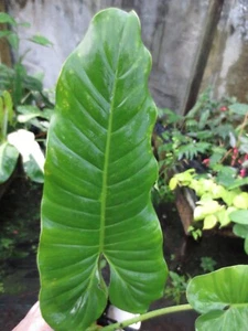 Rare Philodendron Deflexum Aroid Monstera Relative - Picture 1 of 5