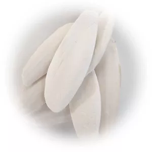 1 KG TINTENFISCHKNOCHENSTÜCKE 7-9 ZOLL FÜR KÄFIGVÖGEL, VOLIEREN UND PAPAGEIEN - Bild 1 von 1