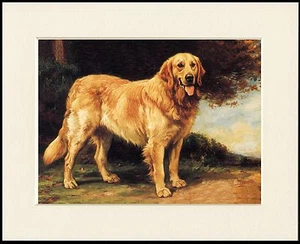 GOLDEN RETRIEVER SCHÖNER STEHENDER HUND DRUCK RAHMENFERTIG MONTIERT - Bild 1 von 1