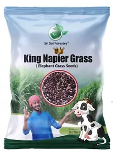 Napier Grass Seeb, Elephant Grass, Pennisetum purpureum,King Napier 100 gram++ - Picture 1 of 5