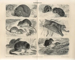 1887 INSECTÍVOROS ERIZO LÉMUR VOLADOR MUSARAÑA DE AGUA TOPO LANGOSTA Grabado Impresión - Imagen 1 de 1