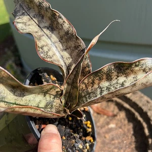 Sansevieria COPPERTONE - Also has a pup coming up! - Picture 1 of 9