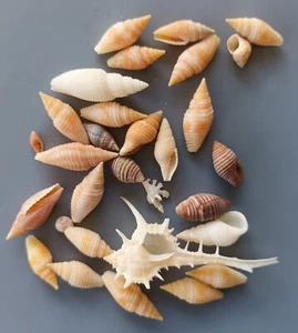 30 pcs assorted seashells 4-42mm (36) - Picture 1 of 4