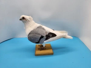 BJ4 Cautivo Criado Búho Alemán Paloma Pájaro Montaje Taxidermia - Imagen 1 de 5