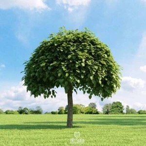 Catalpa bignonioides 20 PCS fresh seeds, Southern Catalpa, Indian Bean Tree - Picture 1 of 9