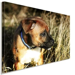 Amerikanische Staffordshire Terrier AK Art Bilder Kunstdruck Leinwandbilder XXL - Bild 1 von 5