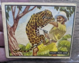 Bring Em Back Alive 1950 Topps Card #6 Man Against Beast / Fight For Life - Picture 1 of 6