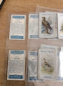 Cigarette Card ONE CARD Only Gallaher British Birds By George Rankin No 10 - Picture 1 of 1