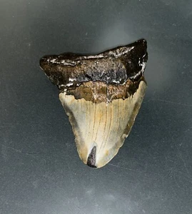 MEGALODON Fossil Giant Shark Teeth All Natural Large 4.8” Dinosaur Tooth OBO - Picture 1 of 3