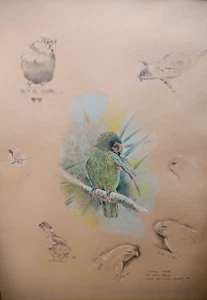 Robin Armstrong (geb.1947) Großes Aquarell Kunstwerk für Buch. Loriidae Studien. - Bild 1 von 5