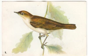 LUSCINIA MEGARHYNCHOS ROSSIGNOL PHILOMÈLE NIGHTINGALE OISEAU BIRD IMAGE CARD - Picture 1 of 2