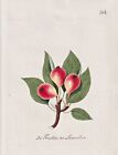 Ampoule bois de poire fruit botanique pomologie botanique noyau gravure 1792