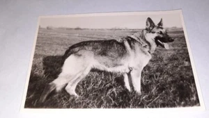 Deutscher Schäferhund Vintage Foto 1940er 1950er Jahre Hund Tiere - Bild 1 von 2
