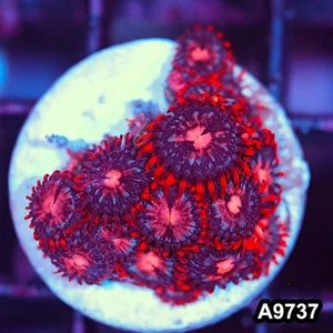 Item#A9737IN9737(S) WYSIWYG Indo Ultra Vietnam Zoanthid Frag - Picture 1 of 2