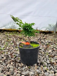 Acer palmatum 'Ojishi' Rare Dwarf Male Lion Japanese Maple (Small Welsh Pot) - Picture 1 of 2